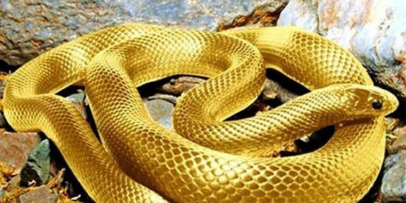 Ý nghĩa chiêm bao thấy rắn vàng