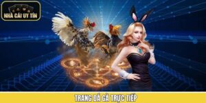 Trang Đá Gà Trực Tiếp - Top 7 Sân Chơi Giải Trí Uy Tín